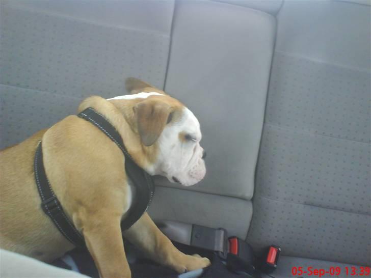 Olde english bulldogge Tyson billede 14