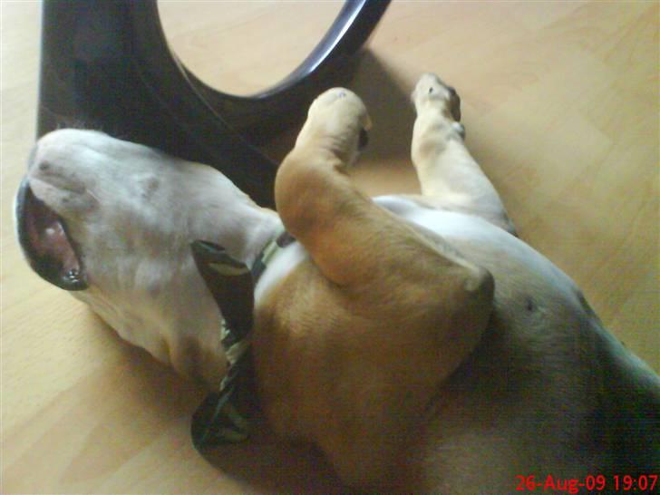 Olde english bulldogge Tyson billede 15