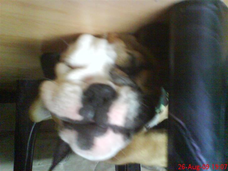 Olde english bulldogge Tyson billede 16