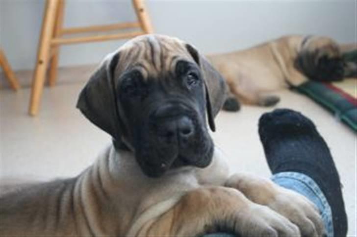 Grand danois Bounty "Hunter" - Er jeg ikke sød? billede 4