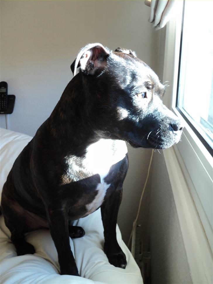 Staffordshire bull terrier malte billede 8