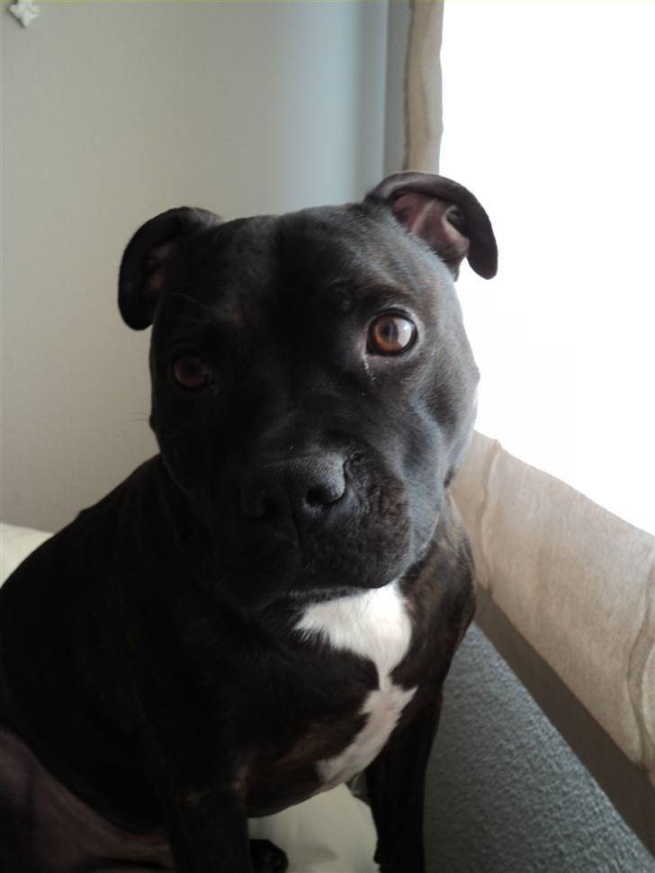 Staffordshire bull terrier malte billede 9