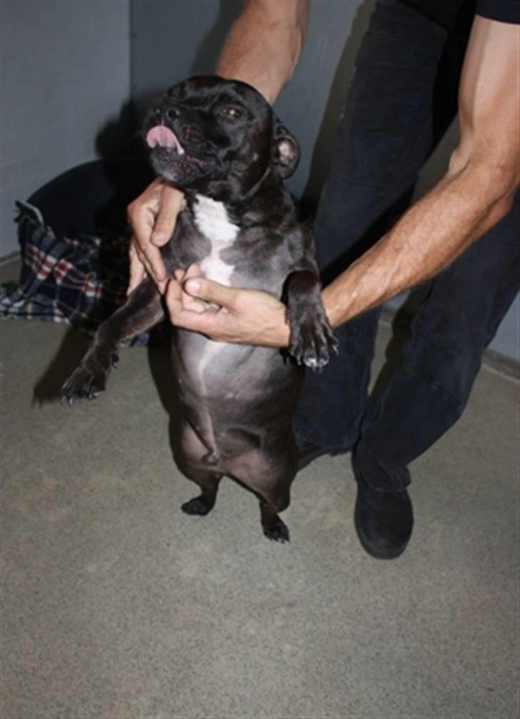 Staffordshire bull terrier malte billede 10