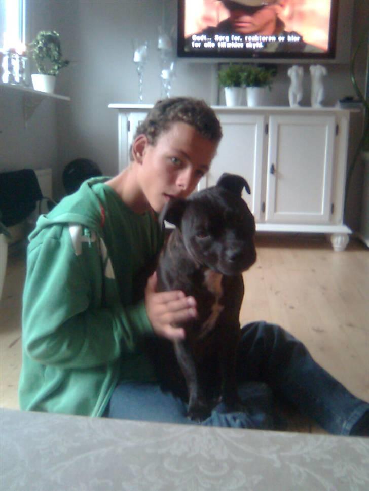 Staffordshire bull terrier malte billede 11