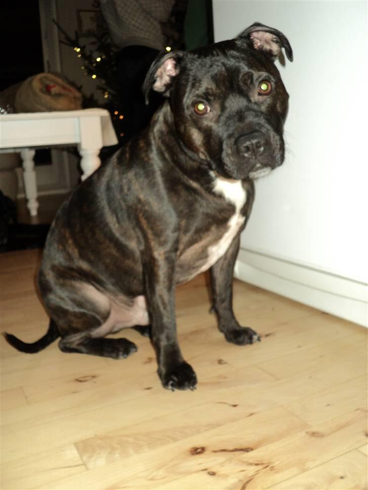 Staffordshire bull terrier malte billede 12