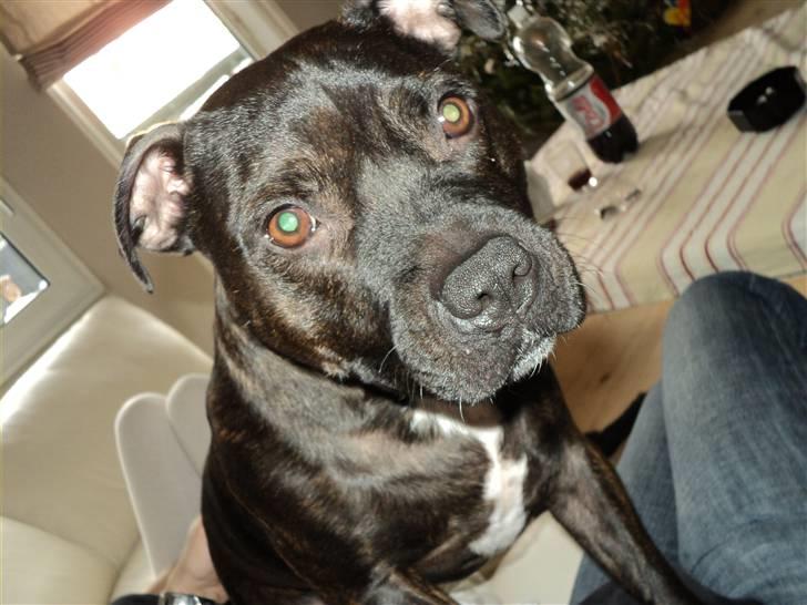 Staffordshire bull terrier malte billede 13