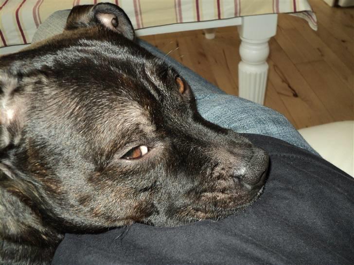 Staffordshire bull terrier malte billede 7