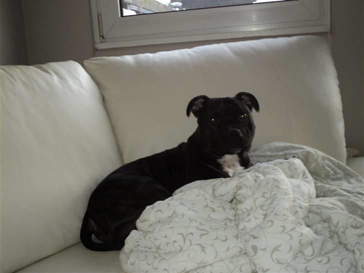 Staffordshire bull terrier malte billede 5