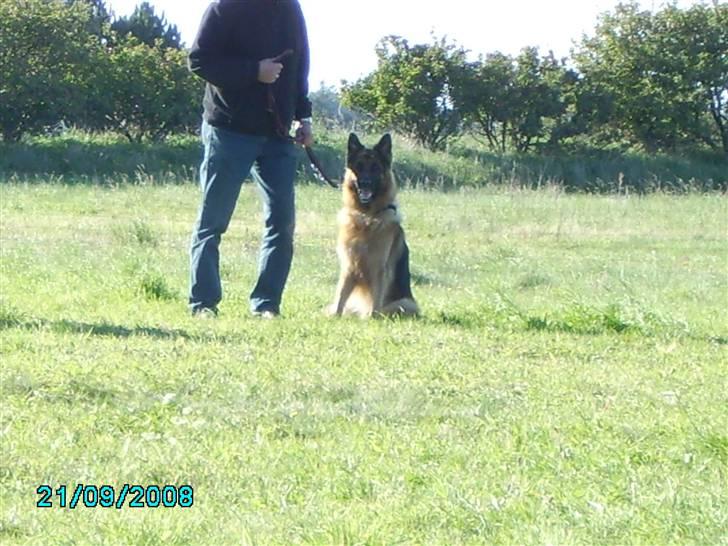 Schæferhund Gonzo (forældres) - Træning med farmand billede 14