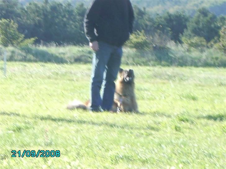 Schæferhund Gonzo (forældres) - Fokus, fokus.. Hvor længe skal jeg bliver liggende?? billede 15