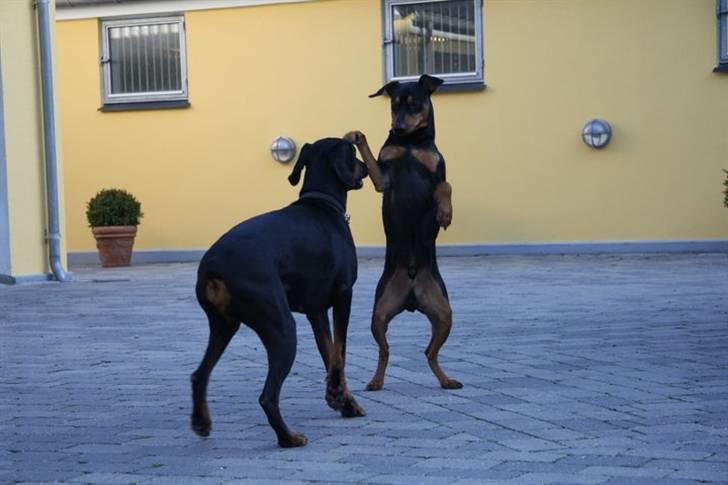 Tysk pinscher Nexus billede 9