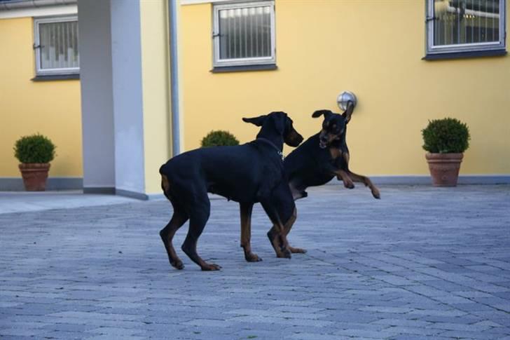 Tysk pinscher Nexus billede 10
