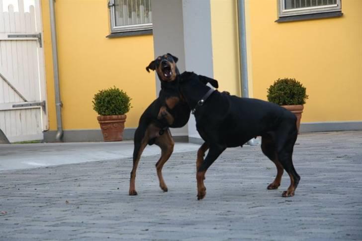 Tysk pinscher Nexus billede 11
