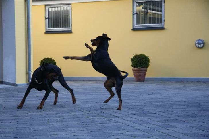 Tysk pinscher Nexus billede 12