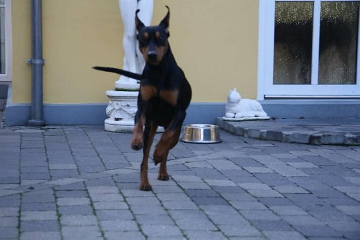 Tysk pinscher Nexus billede 13