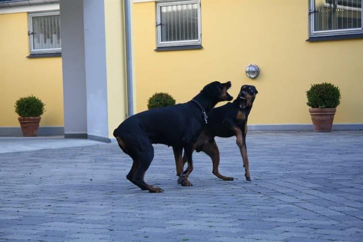 Tysk pinscher Nexus billede 14