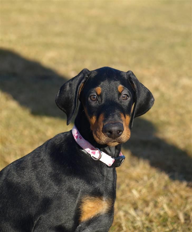 Dobermann GOF Fearless Fiona billede 20