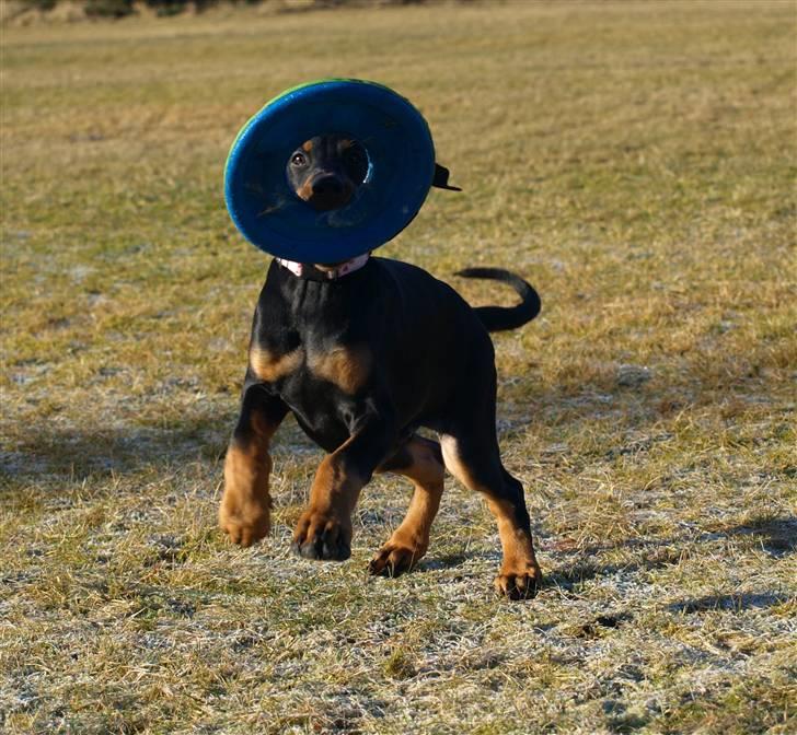 Dobermann GOF Fearless Fiona billede 18