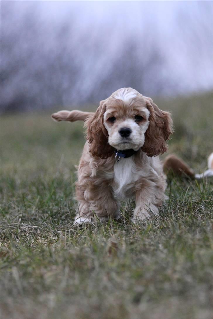 Amerikansk cocker spaniel Jamie - Jamse d. 8. februar 2011 billede 6