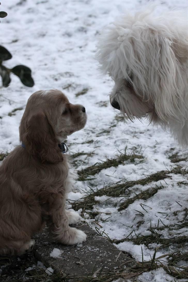 Amerikansk cocker spaniel Jamie - Jamie og Murphy billede 12