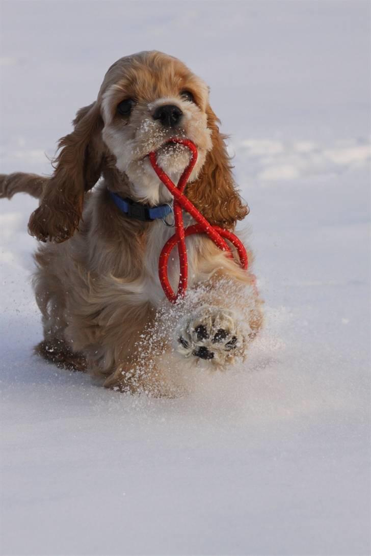 Amerikansk cocker spaniel Jamie - "Jeg kommer med den nu mor, jeg er på vej!!" billede 15