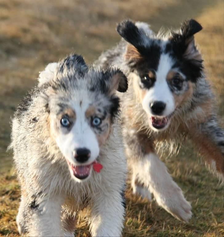 Australian shepherd Carpediumaussie   Blaze - Blaze og hendes bror Buddy billede 10