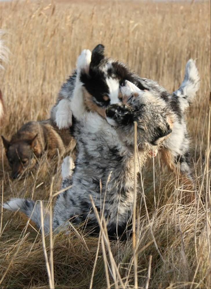 Australian shepherd Carpediumaussie   Blaze - Blaze og Buddy leger. billede 11