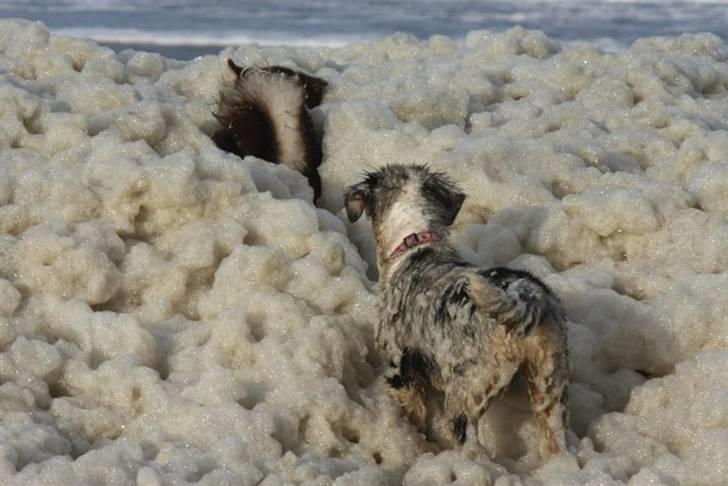 Australian shepherd Carpediumaussie   Blaze - Blaze og Russ i skum bad billede 12