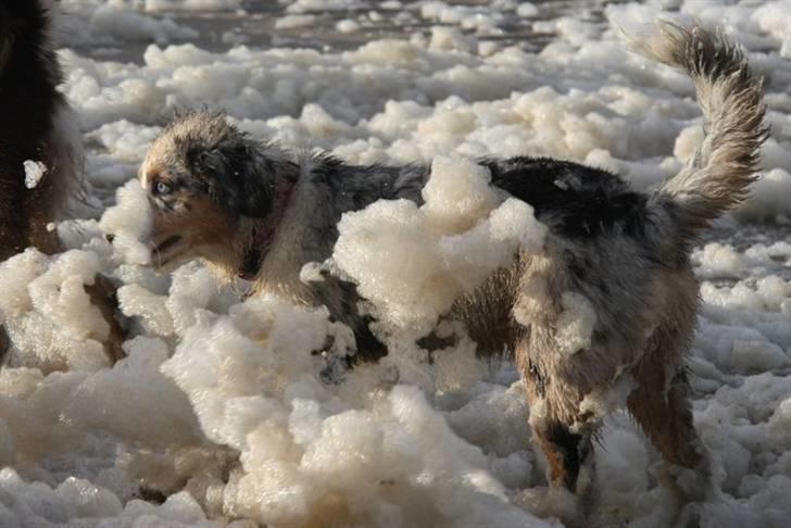 Australian shepherd Carpediumaussie   Blaze - Beskidte Blaze.. billede 13