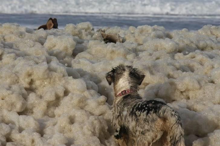 Australian shepherd Carpediumaussie   Blaze - Hej her er lækre mig.. billede 14