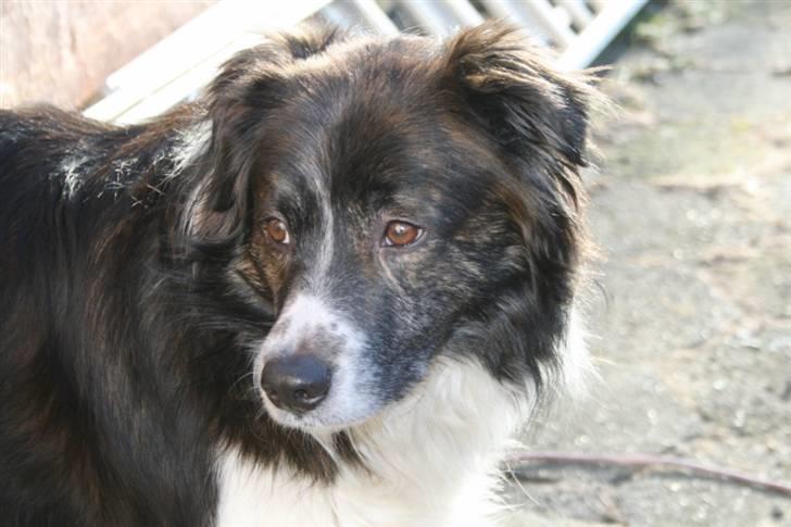 Blanding af racer Luka billede 8