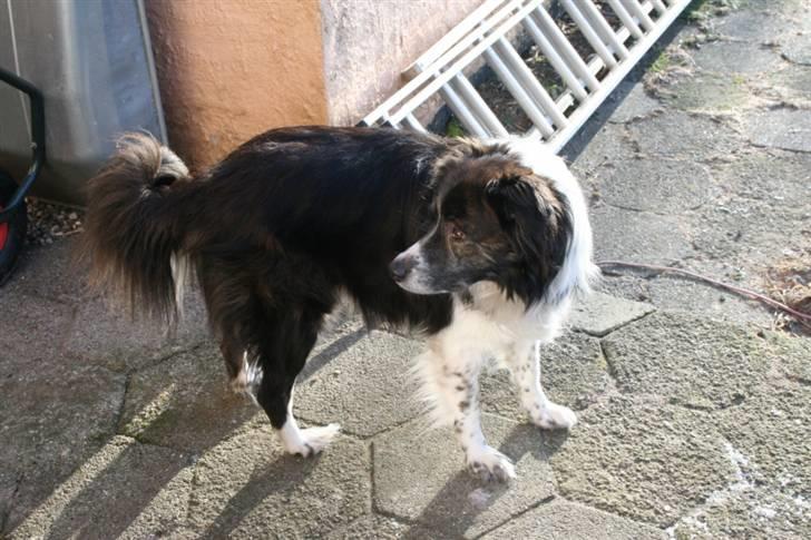 Blanding af racer Luka billede 9