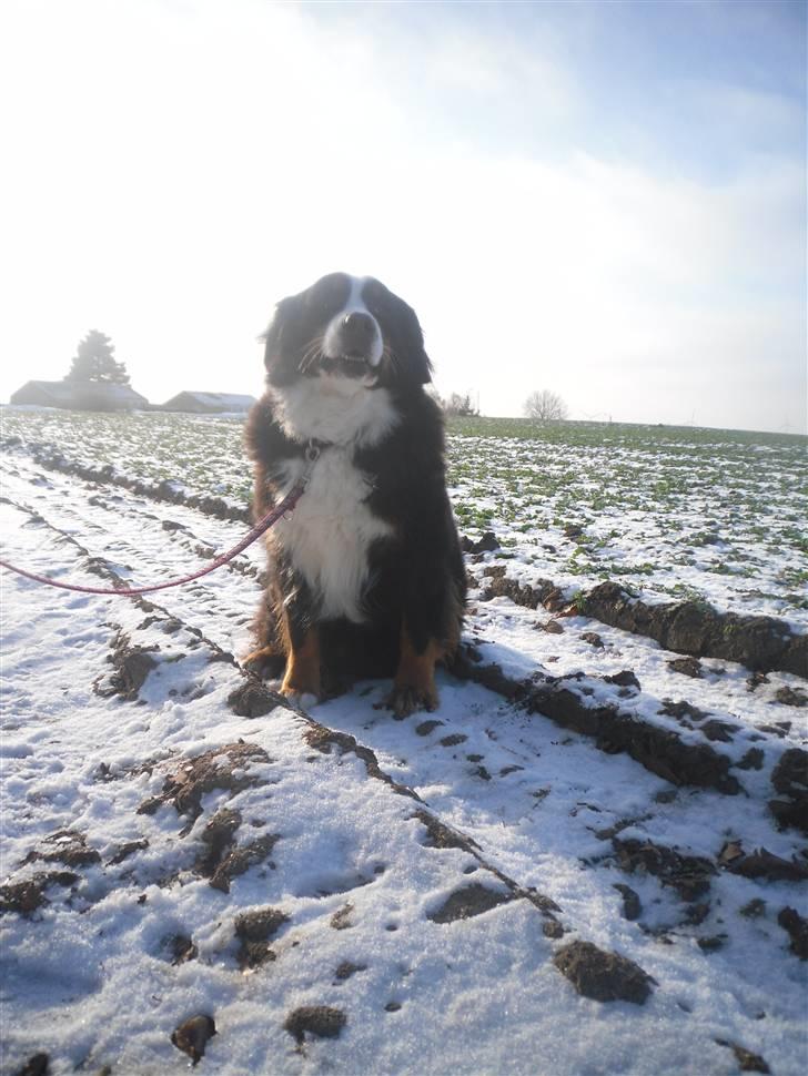 Berner sennenhund Euro Kensens Edna billede 5