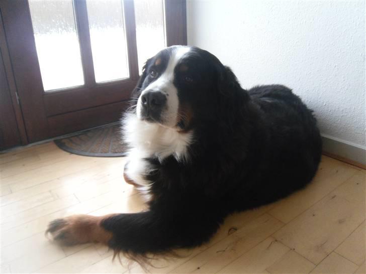 Berner sennenhund Euro Kensens Edna billede 6