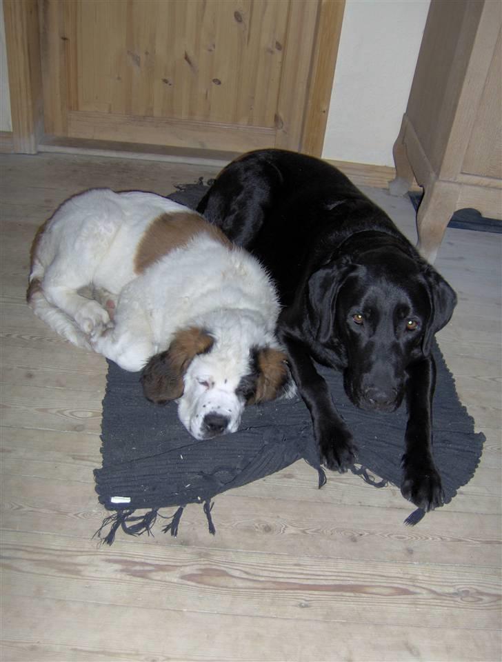 Blanding af racer Cleo billede 7