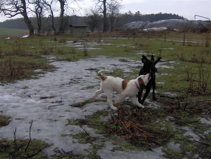 Blanding af racer Cleo billede 8