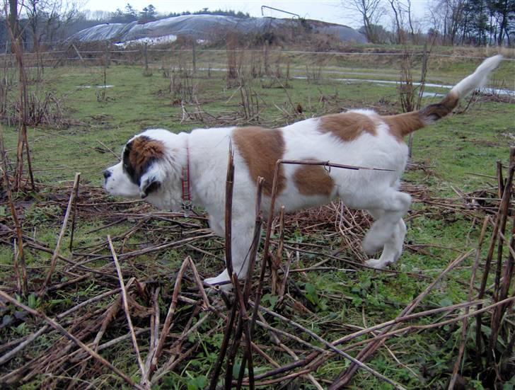 Blanding af racer Cleo billede 9