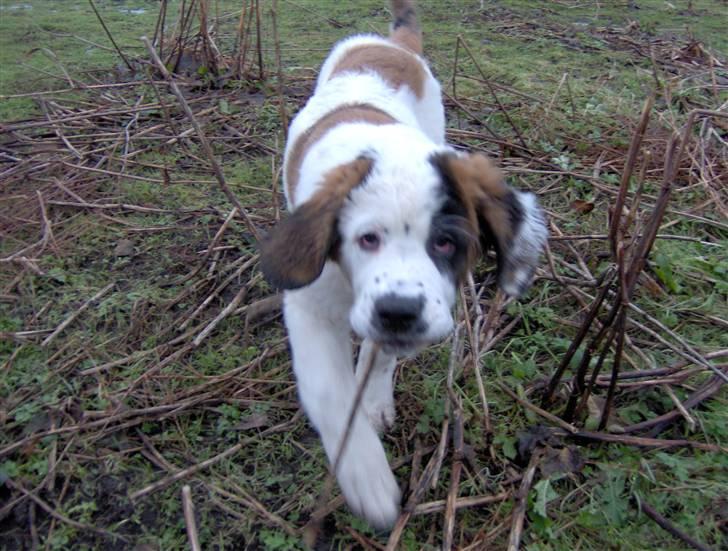 Blanding af racer Cleo billede 10