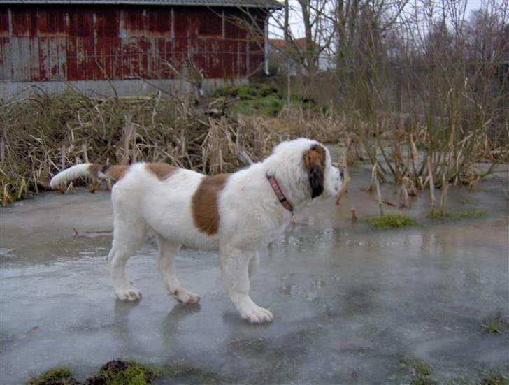 Blanding af racer Cleo billede 11