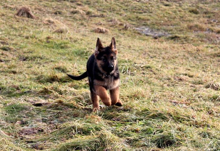 Schæferhund Lobo billede 8