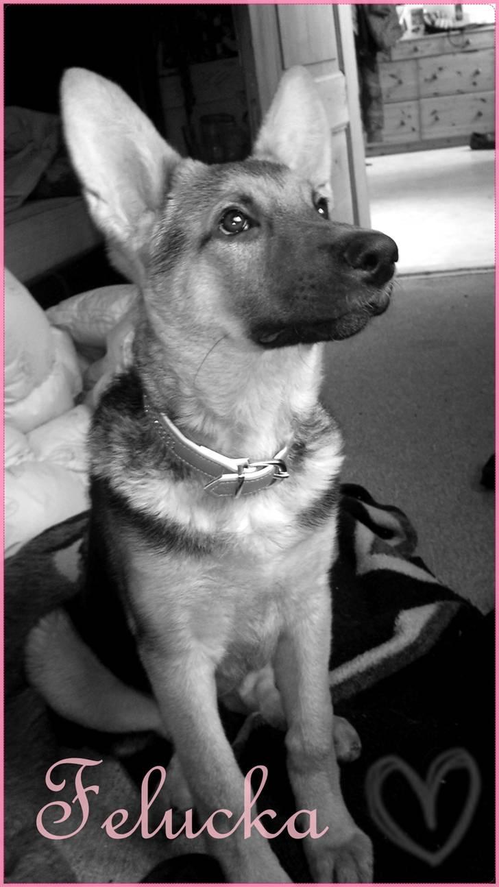 Schæferhund FeLucka  - Felucka, næsten 5 mdr. billede 6