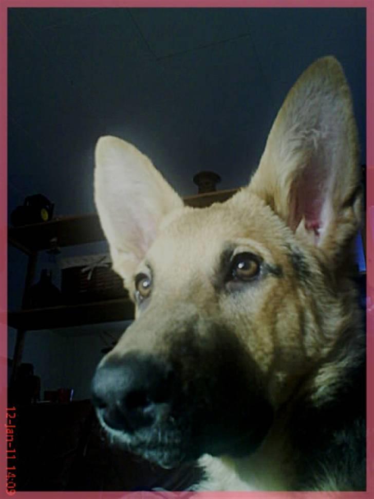 Schæferhund FeLucka  - Felucka, ½ år :) billede 7