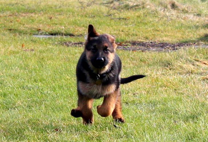 Schæferhund Lobo billede 9