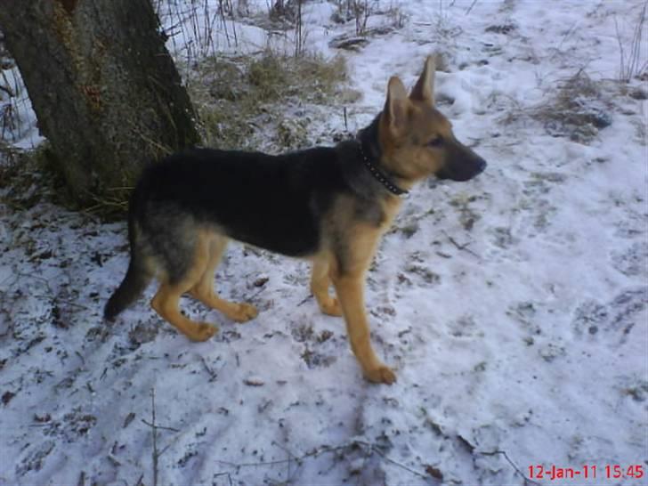 Schæferhund FeLucka  - på skovtur :) (½ år ) billede 8