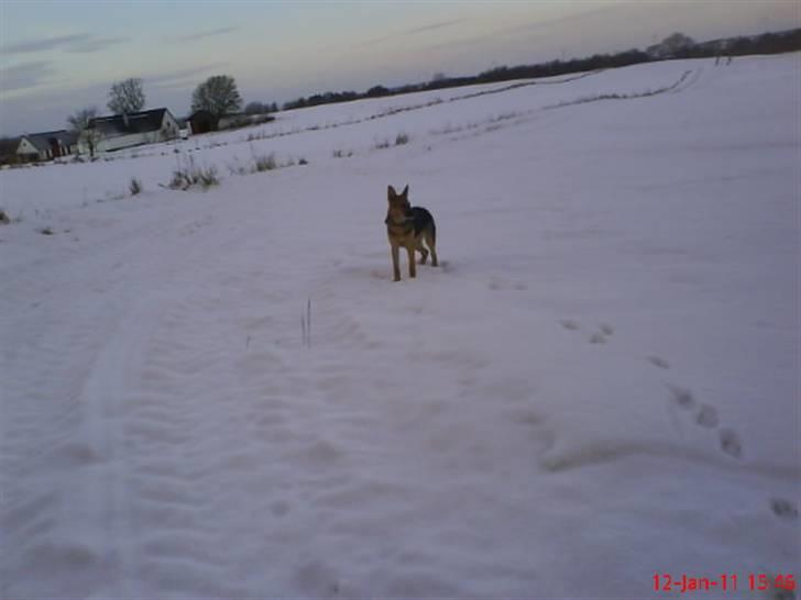 Schæferhund FeLucka  - i sneen :) ½ år  <3 billede 9