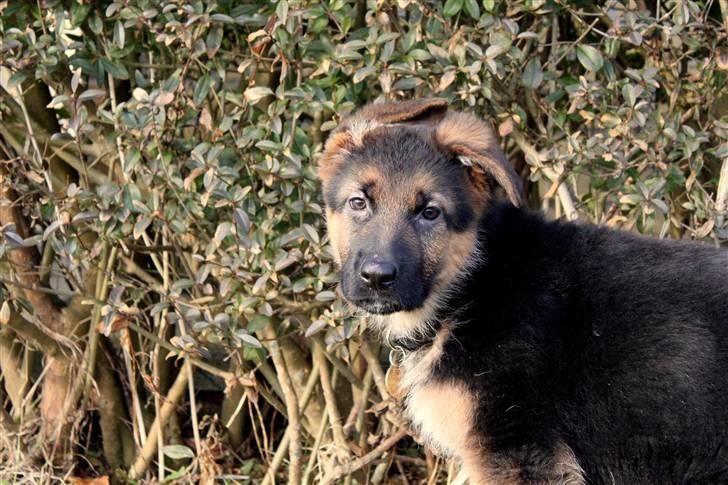 Schæferhund Lobo billede 10