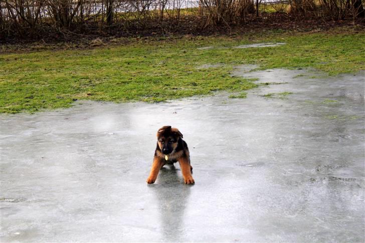 Schæferhund Lobo billede 11