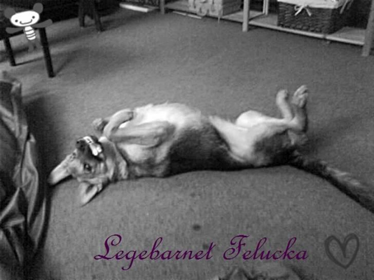 Schæferhund FeLucka  - legebarnet Felucka :D ½ år <3 billede 10