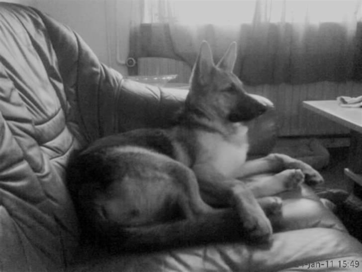 Schæferhund FeLucka  - hygge i sofaen (: ½ år <3 billede 11