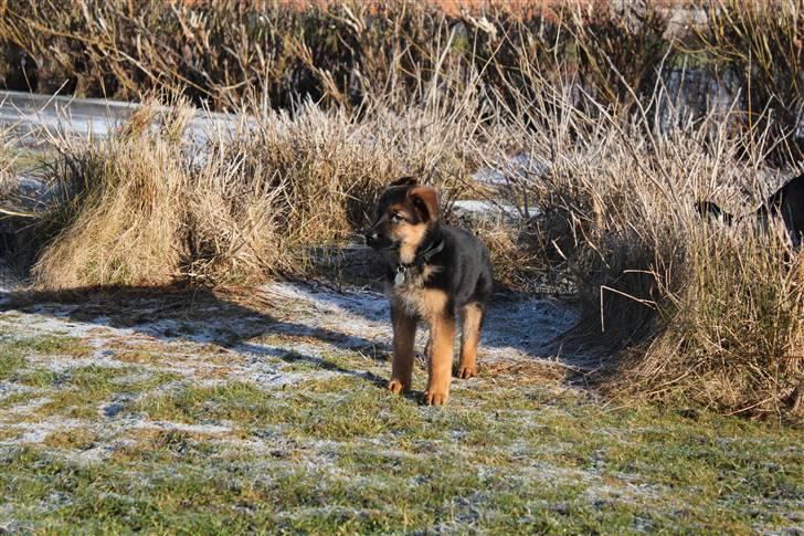 Schæferhund Lobo billede 12